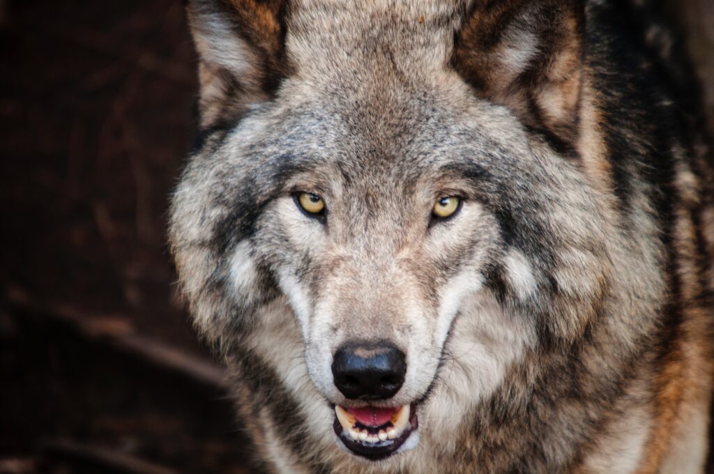 Wolf Wisconsin
