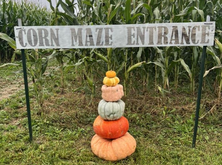Grace and Sophie's Pumpkin Patch Corn Maze